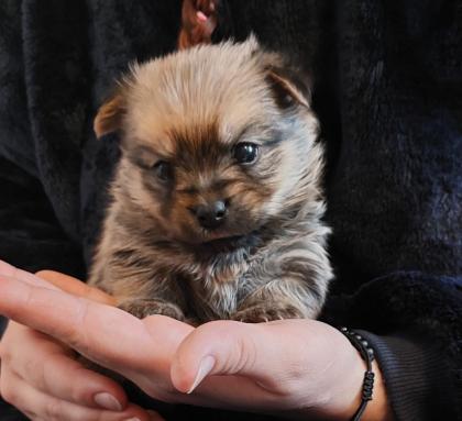 Yorkshire-Pomeranian Zwergspitz Welpen
