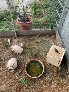 Vögel und Wachteln