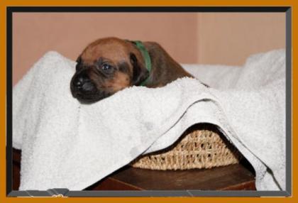 Rhodesian Ridgeback Welpen in der Hedermühle/Salzkotten
