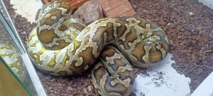 Heller Tigerpython python molurus molurus pimbura