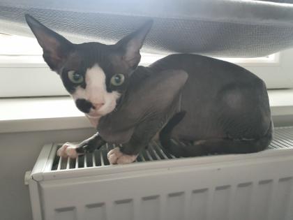 Abzugeben Sphynx kitten 2023