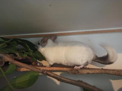 Aktive Chinchilla Oma sucht neues Zuhause