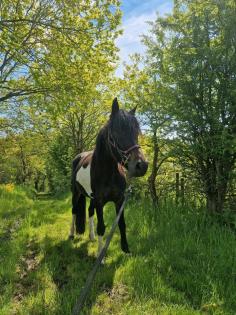 Hübsche Pony Stute
