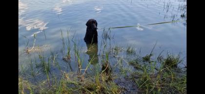 3 Junghunde gross werdend