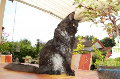 Maine Coon Kater mit Stammbaum