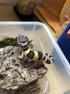 Leopardgeckos aus eigener Nachzucht