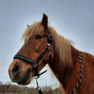 Reitbeteilligungen in der Nähe von Winsen Luhe