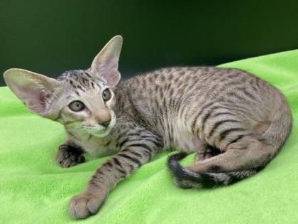 OKH/Siam Katerchen mit Stammbaum