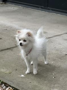 Zwergspitz Pomeranian Welpe
