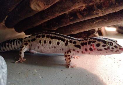 Leopardgecko Weibchen Mack Snow Zorro Bandit Bold Stripe