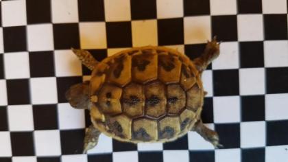 Berlin Griechische Landschildkröten