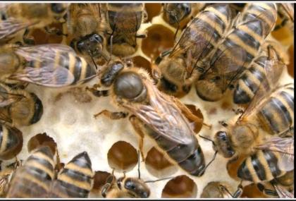Bienenvolk Zandermaß Wirtschaftsvölker Karnika Carnica