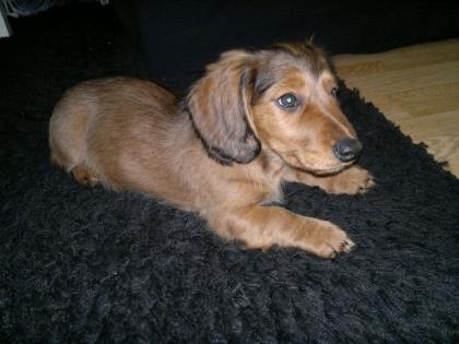 Kleiner Dackel sucht neues Herrchen