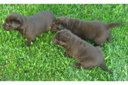Labradorwelpen aus HD-ED-freier Zucht