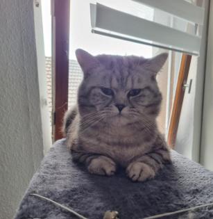 Bkh Deckkater Black Silber Tabby classic