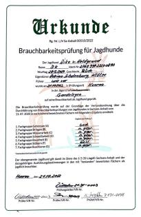 Deutsch Kurzhaar Jagdhund