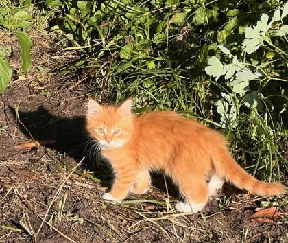 Main Coon 14 Wochen