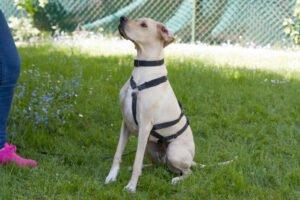 PALOA - weiblich 2 Jahre 60 cm 25 kg Englisch Pointer Gechipt Kastriert Katzenfreundlich
