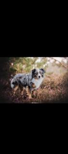 Aussiedoodle Mini Aussie Kleinpudel