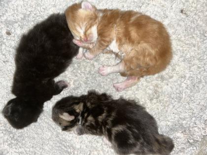 Main Coon Perser Babys