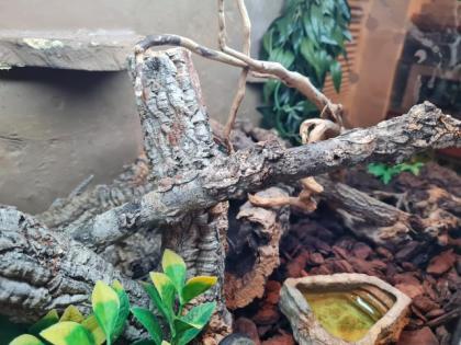 Kornnattern mit Terrarium