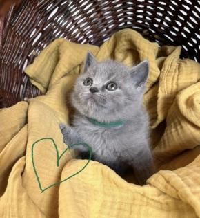 BKH reinrassige Kitten in Blue mit Stammbaum