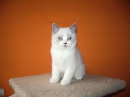 Britisch Kurzhaar Katzen ab 19. Dezember abzugeben