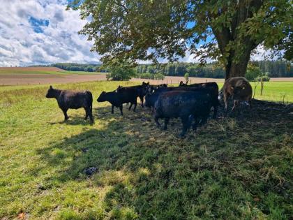 Galloway Herde Rinder Jungrinder Färsen