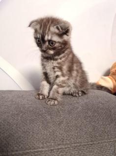 Süße BKH Britische Kurzhaar Katzen baby katzen suchen ein neues Zuhause