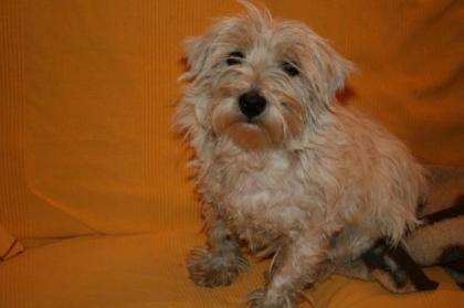 West Highland White Terrier zu vermitteln