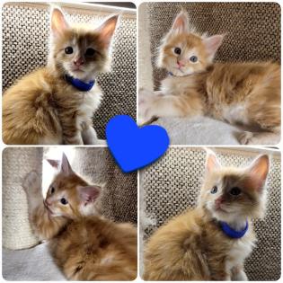 Zuckersüße Maine Coon Halle Saale Kitten Kätzchen Kater rot