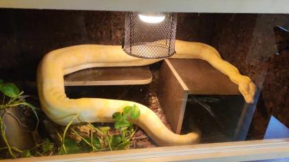 Kaiserboa / Boa Constrictor Imperator / Albino mit Terrarium