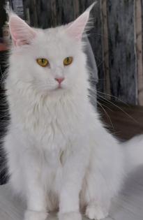 Maine Coon Kitten ohne Papiere shaded Linie
