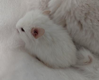 Chinchilla Jungtiere Normalfell und Angora