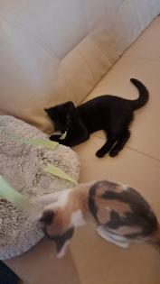 BKH Babykatzen