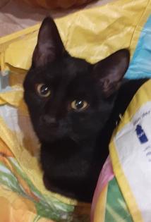 Bagheera Smokey suchen dringend ein Zuhause aus dem Tierschutz / gechipt, geimpft, kastrier