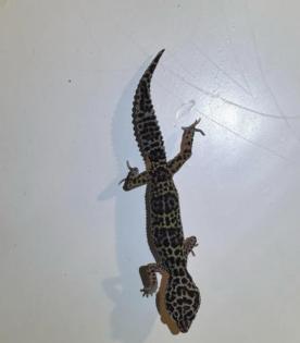 Leopardgeckos