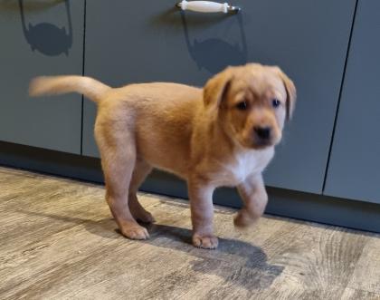 Labrador Welpen Reinrassig