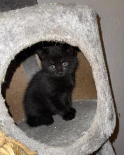 2 Katzenkinder schwarz