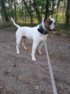 American Bulldog Welpen suchen Traumschloss