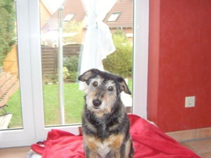 Private Hundebetreuung in Bornheim