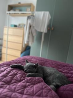 BKH Kitten geimpft, entwurmt und Stammbaum