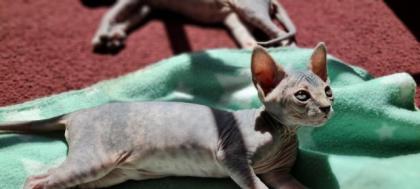 Reinrassige Canadian Sphynx Katzenbabys
