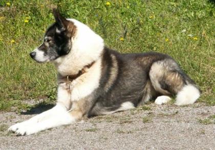 Siberian Husky sucht ein neues zu Hause