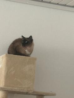 Heilige Birma-Siam Katzen Dame