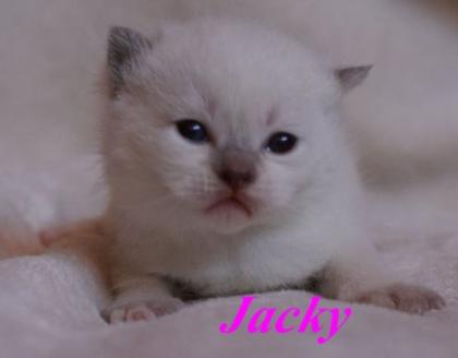 Wir haben Kitten