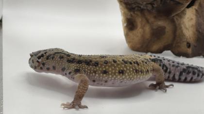 Leopardgecko 1. 13. 16