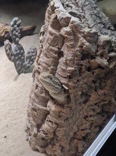 Pogona henrylawsoni Zwergbartagame abzugeben