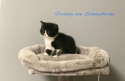 Wunderschöne BKH Kitten suchen liebevolles Zuhause