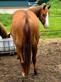 2j Quarter Horse Hengst - by 3 mio Sire Lil Joe Cash